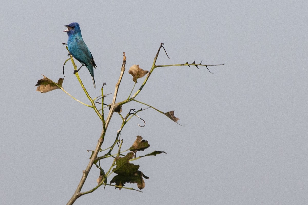 Passerin indigo - ML620770095