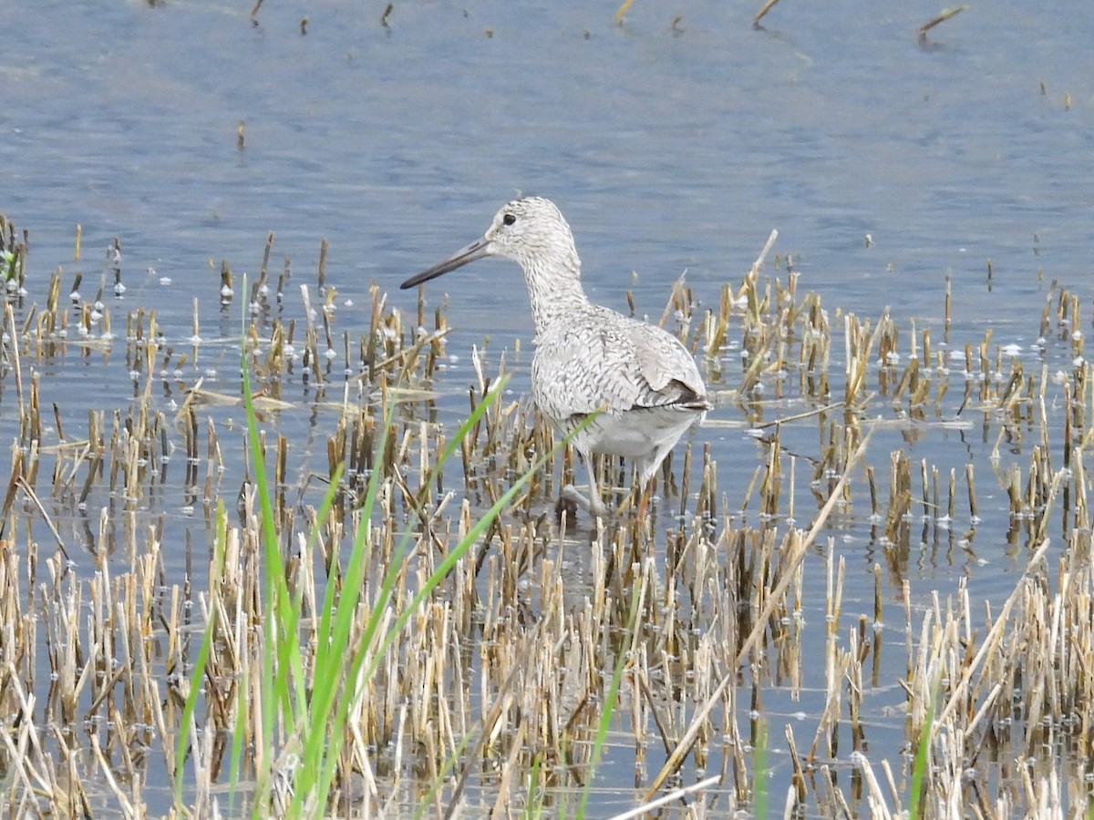 Chevalier semipalmé - ML620770098