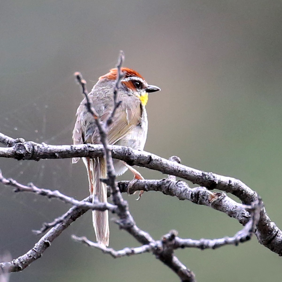 Rufous-capped Warbler - ML620770101