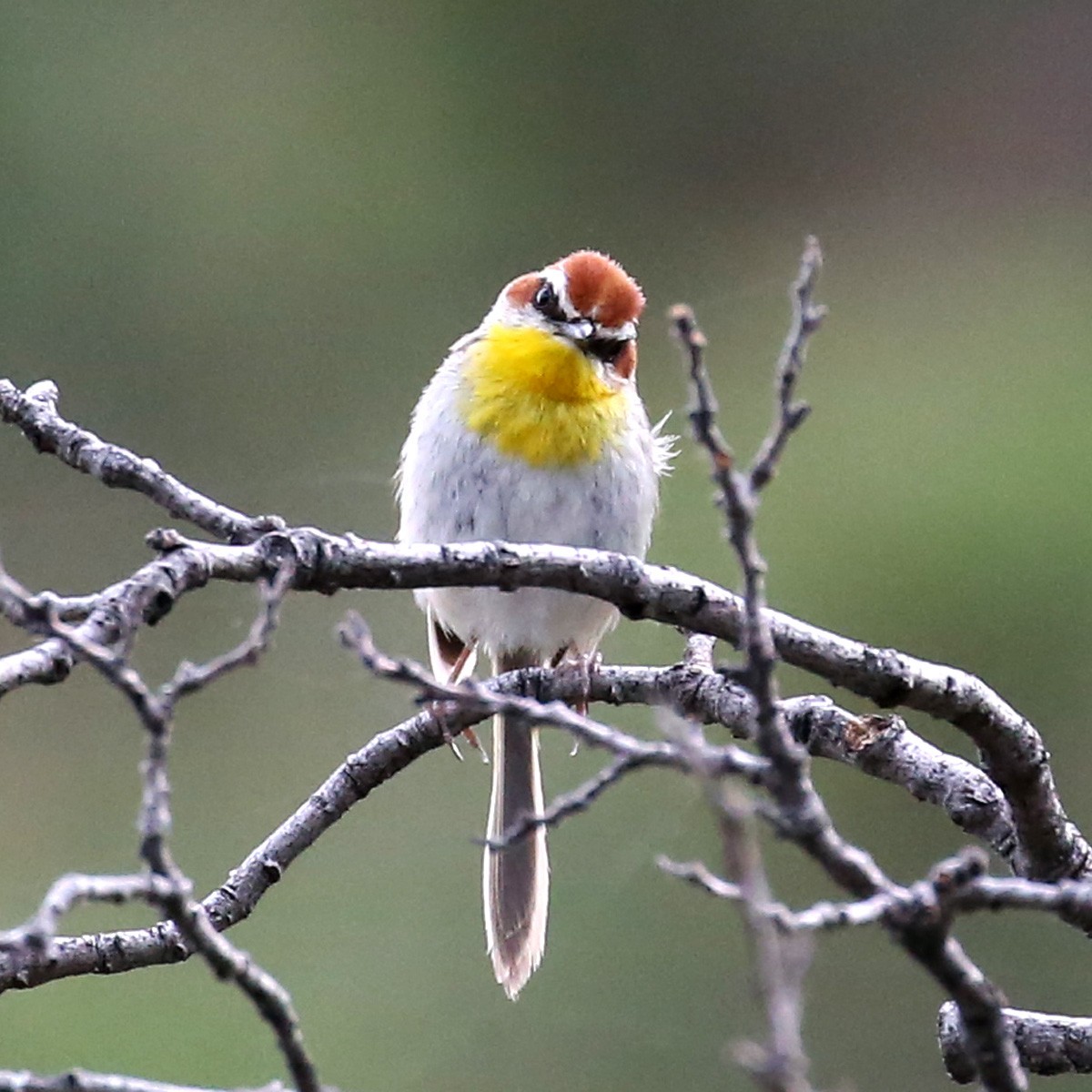 Rufous-capped Warbler - ML620770102