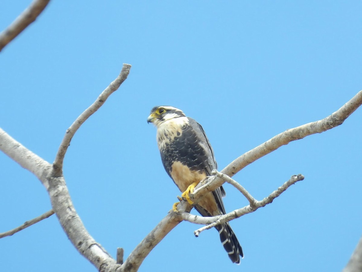 Aplomado Falcon - ML620770103