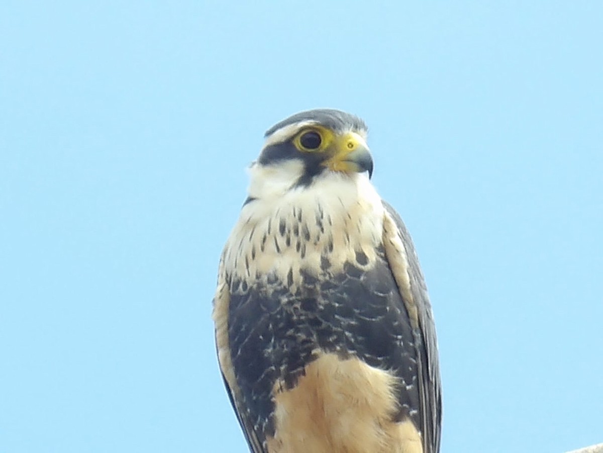 Aplomado Falcon - ML620770104