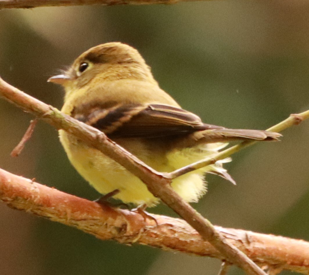 Yellowish Flycatcher - ML620770105