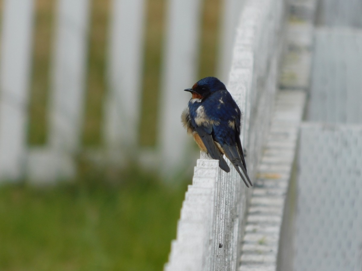 Barn Swallow - ML620770107