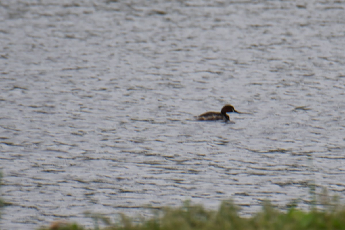 Little Grebe - ML620770108