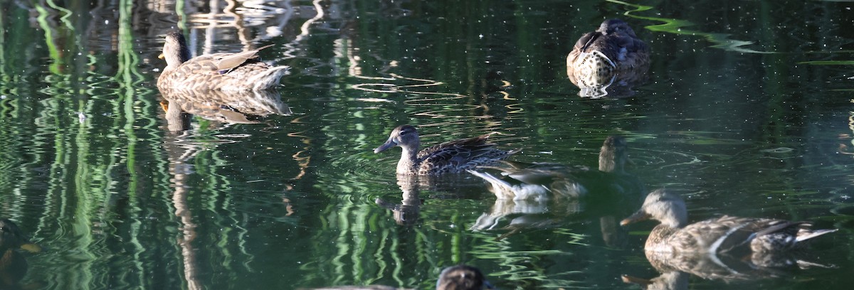 Blue-winged Teal - ML620770111