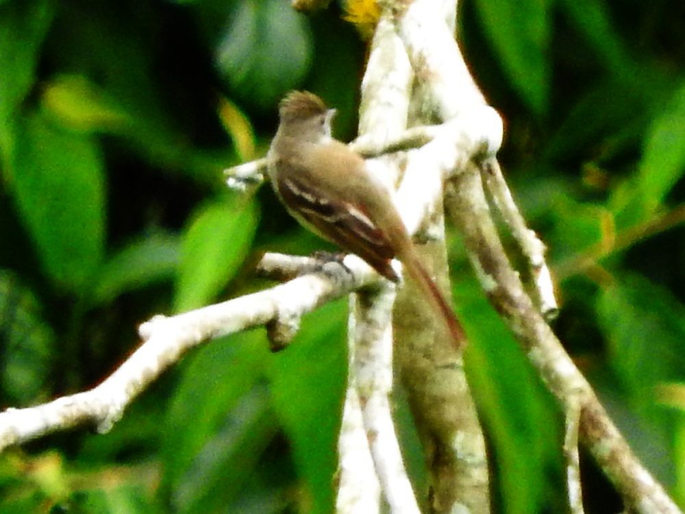 Plain-crested Elaenia - ML620770113