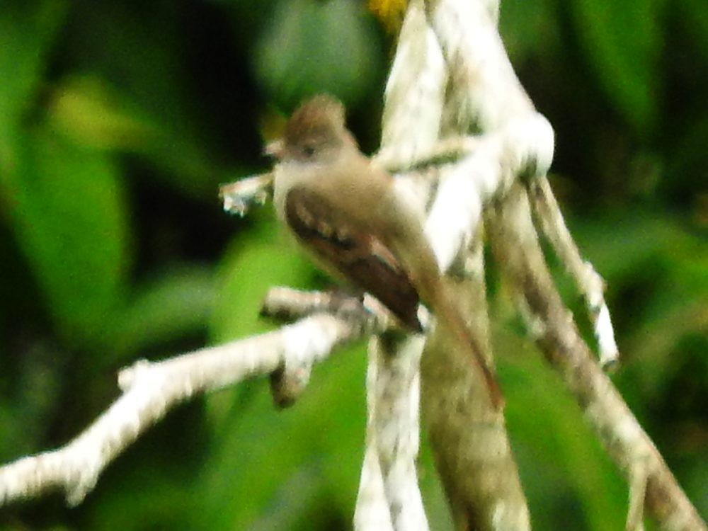 Plain-crested Elaenia - ML620770114