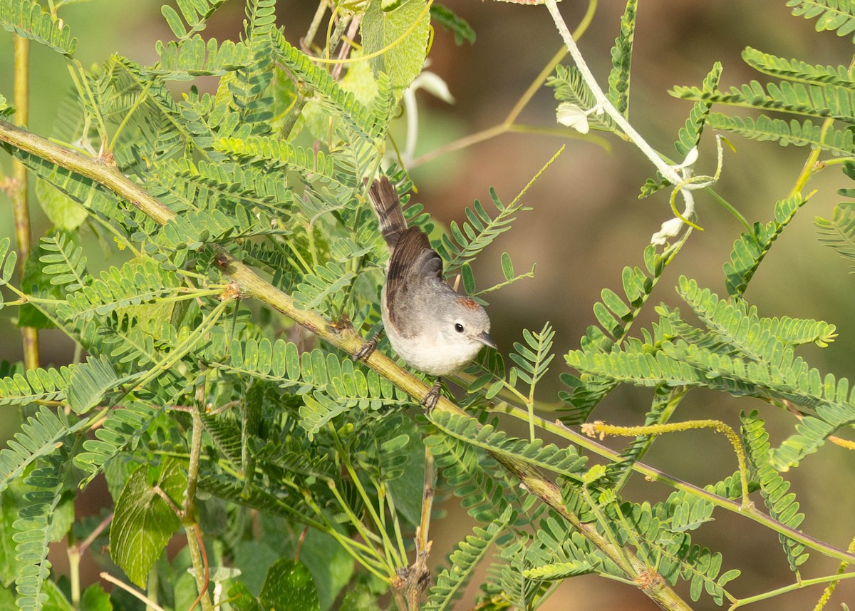 Lucy's Warbler - ML620770118