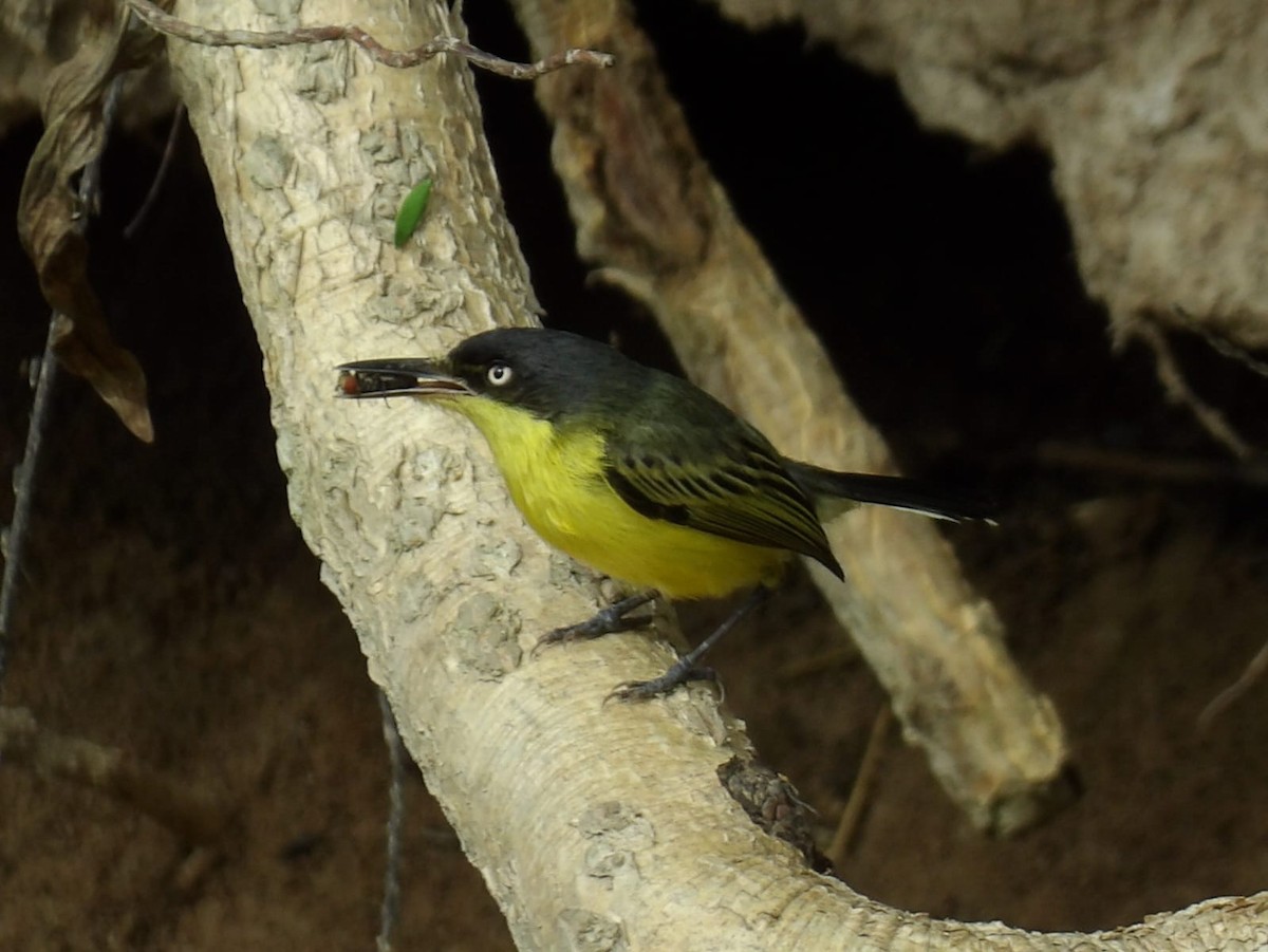 Common Tody-Flycatcher - ML620770119