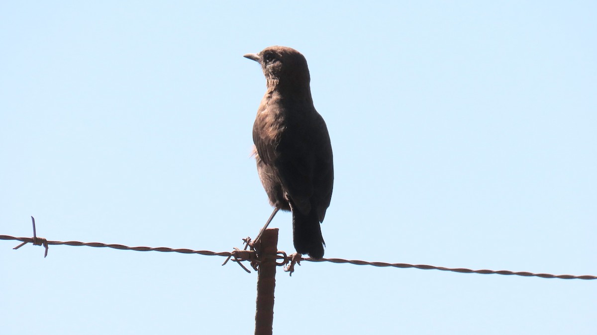 Southern Anteater-Chat - ML620770120