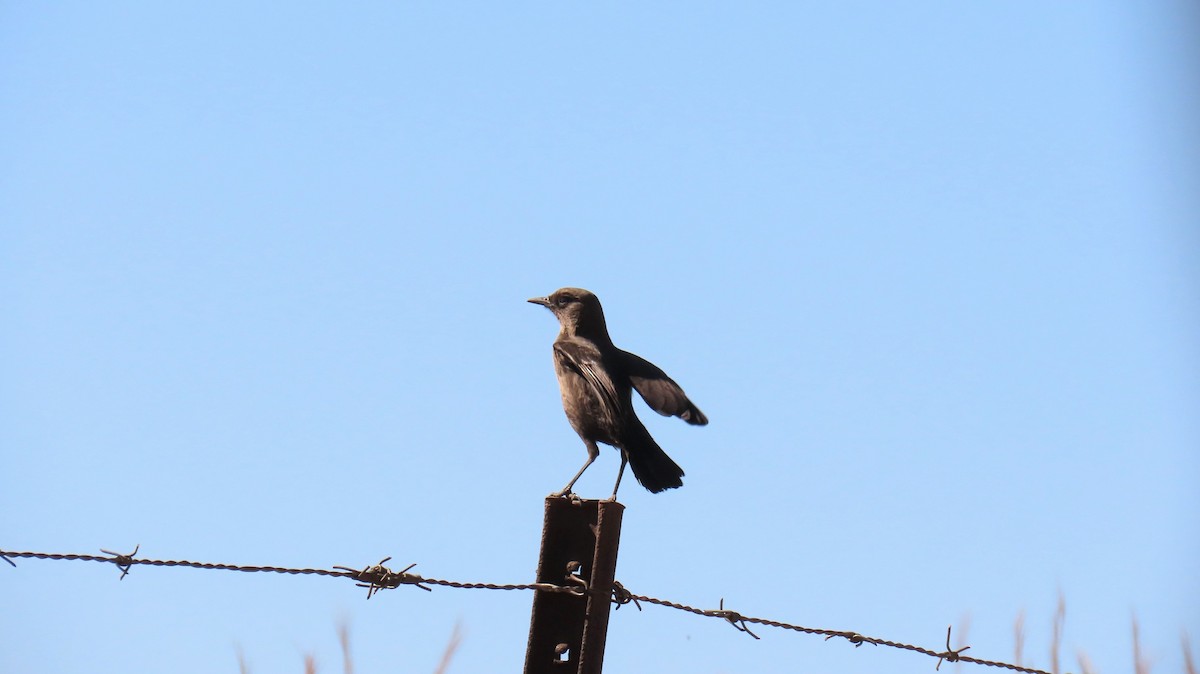 Southern Anteater-Chat - ML620770121