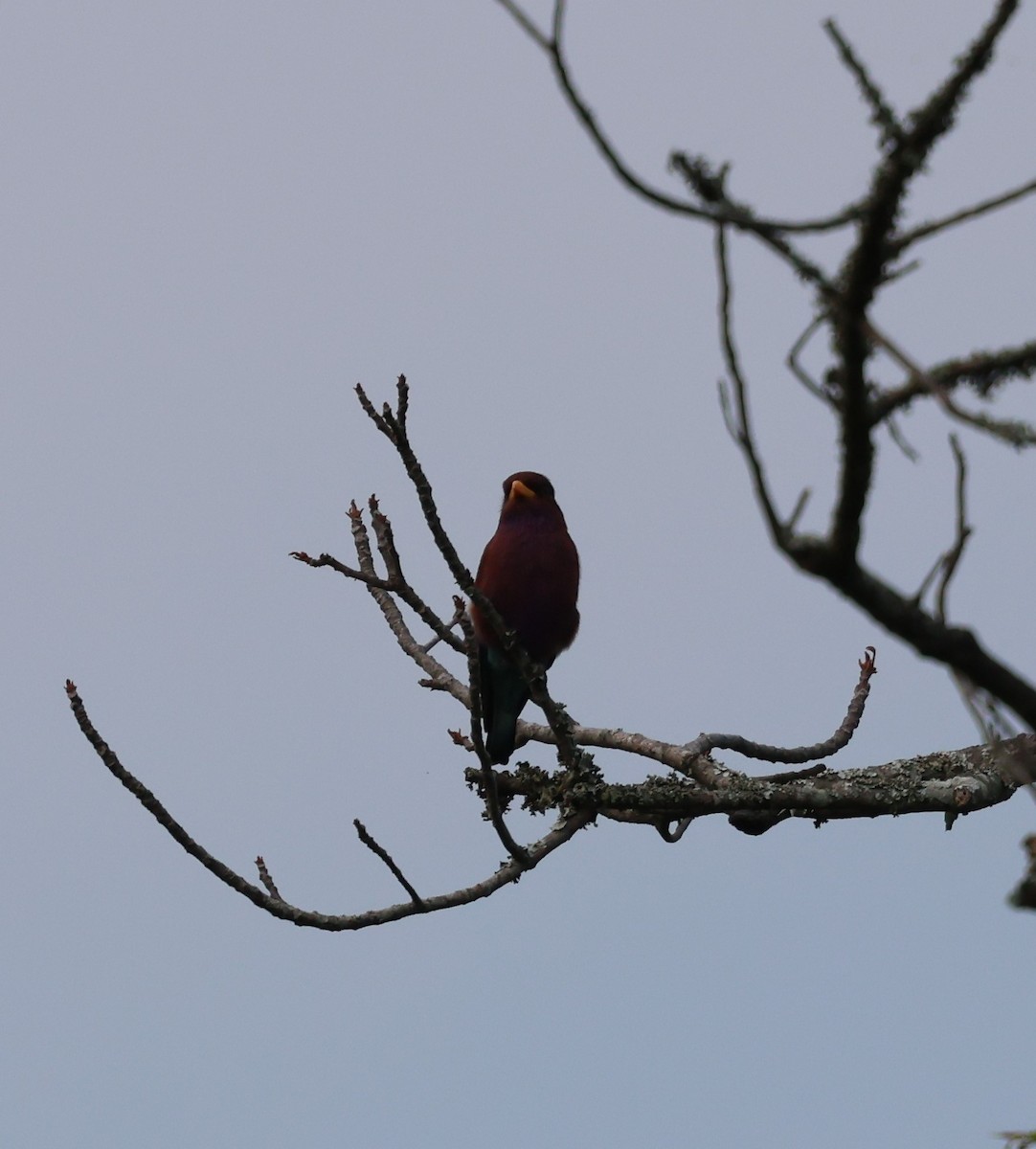 Broad-billed Roller (African) - ML620770127