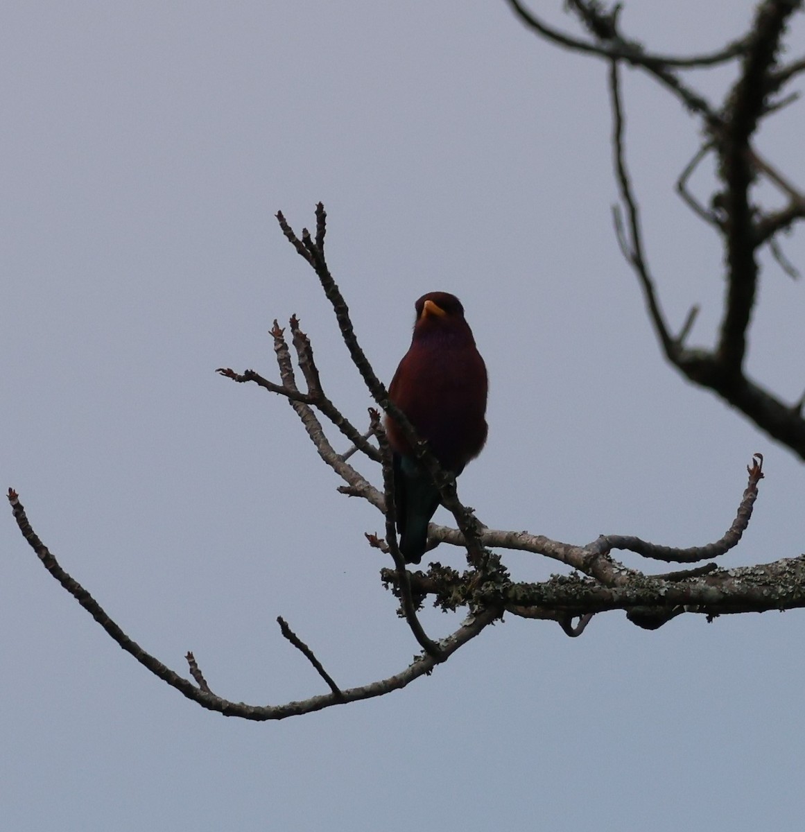 Broad-billed Roller (African) - ML620770129