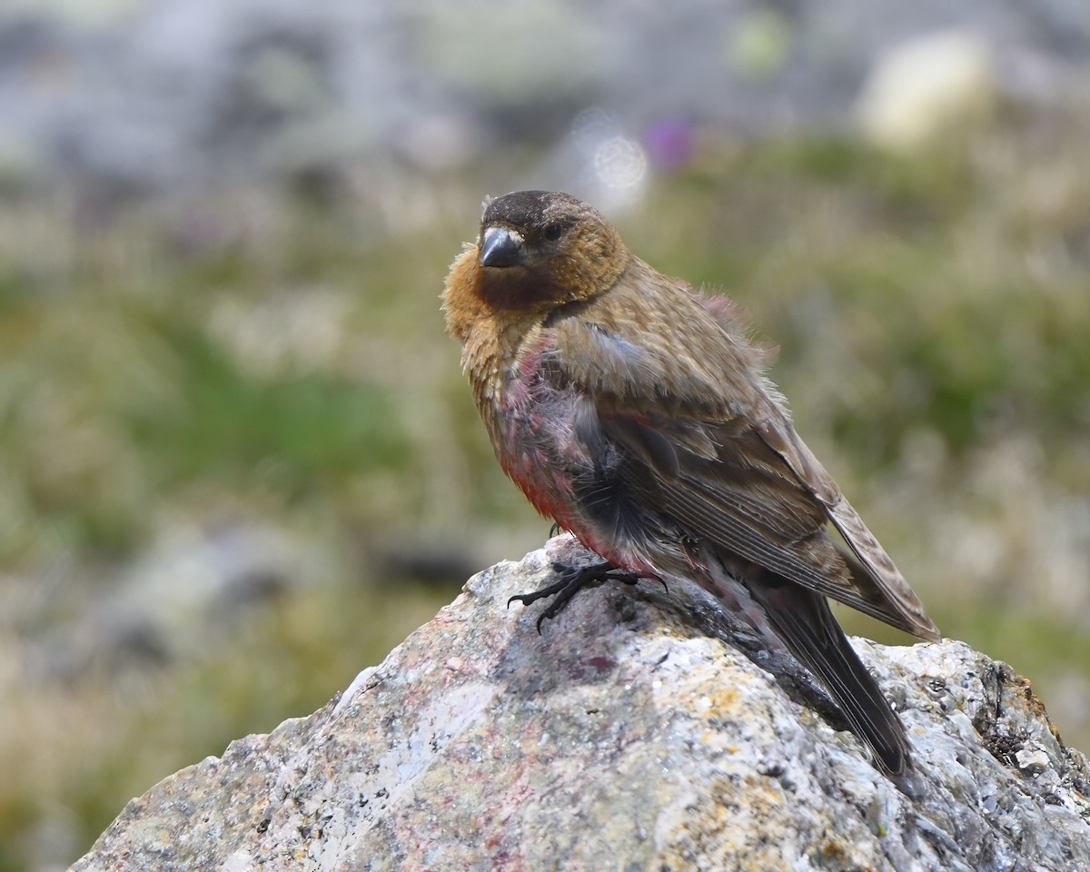 Brown-capped Rosy-Finch - ML620770131