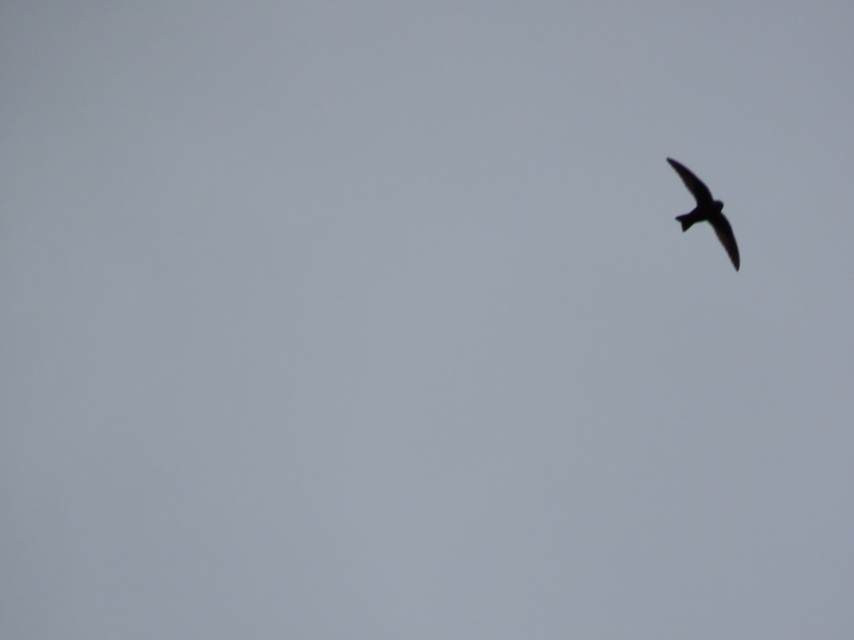 Black Swift - ML620770132