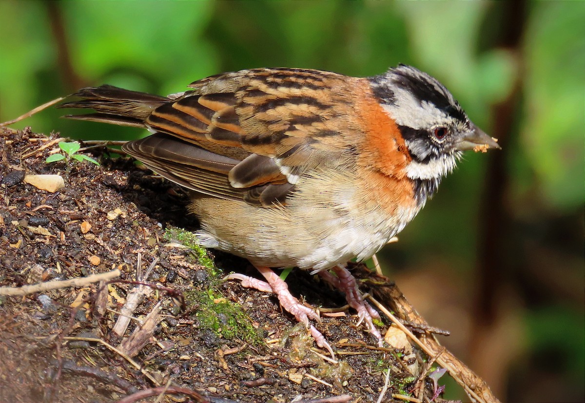 Rufous-collared Sparrow - ML620770134