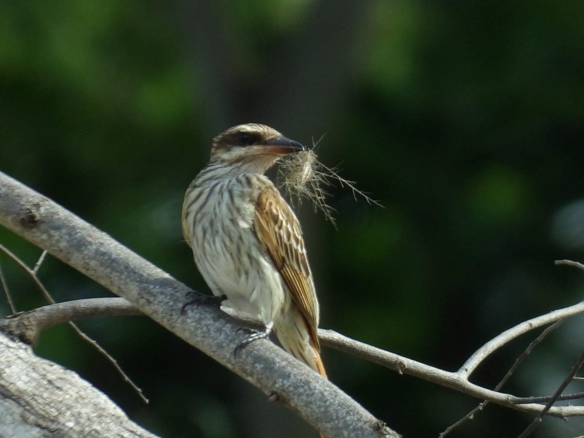 Streaked Flycatcher - ML620770136