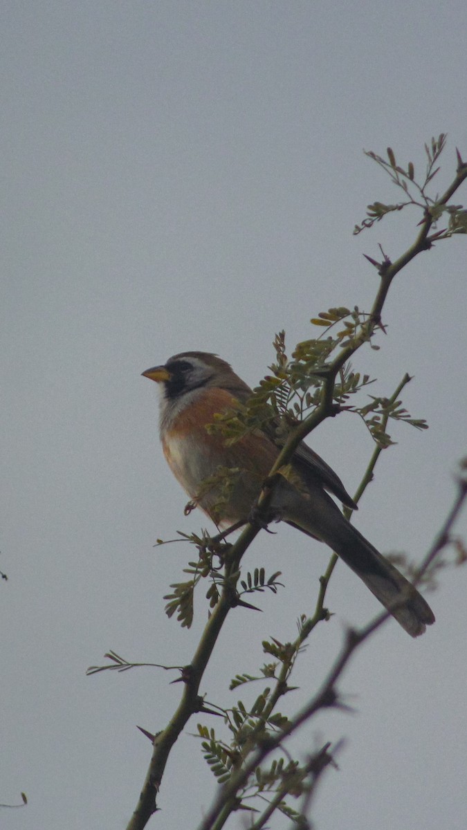 Many-colored Chaco Finch - ML620770138