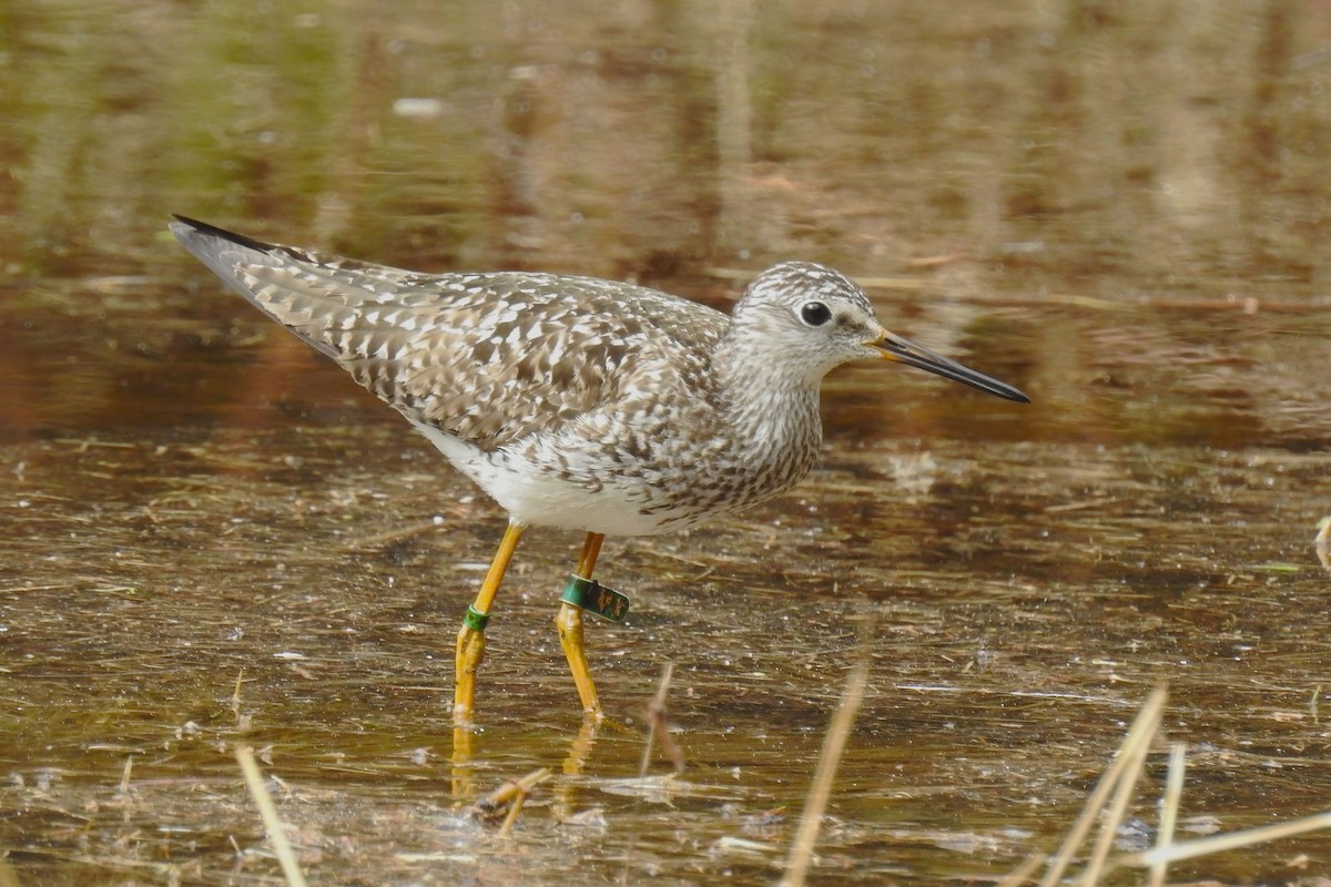 Lesser Yellowlegs - ML620770141