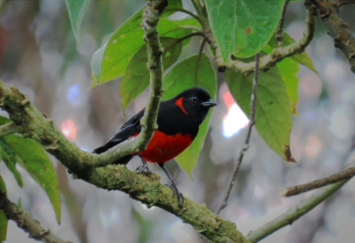 Scarlet-bellied Mountain Tanager - ML620770142