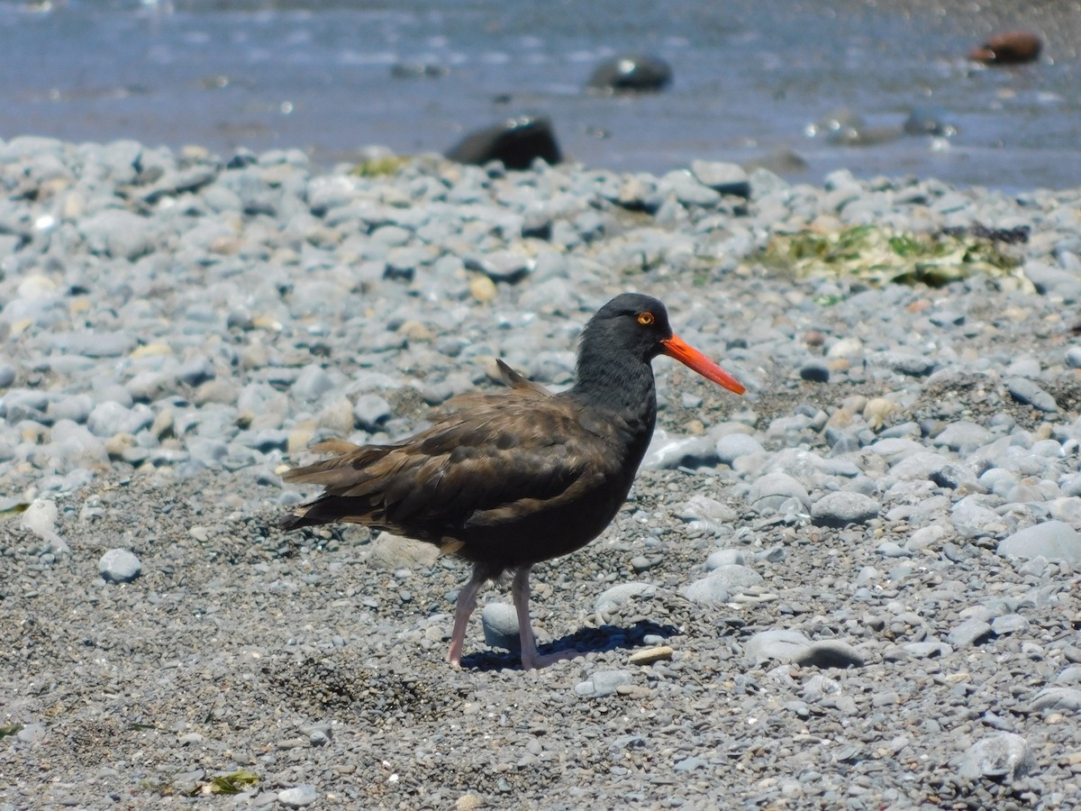 Black Oystercatcher - ML620770144