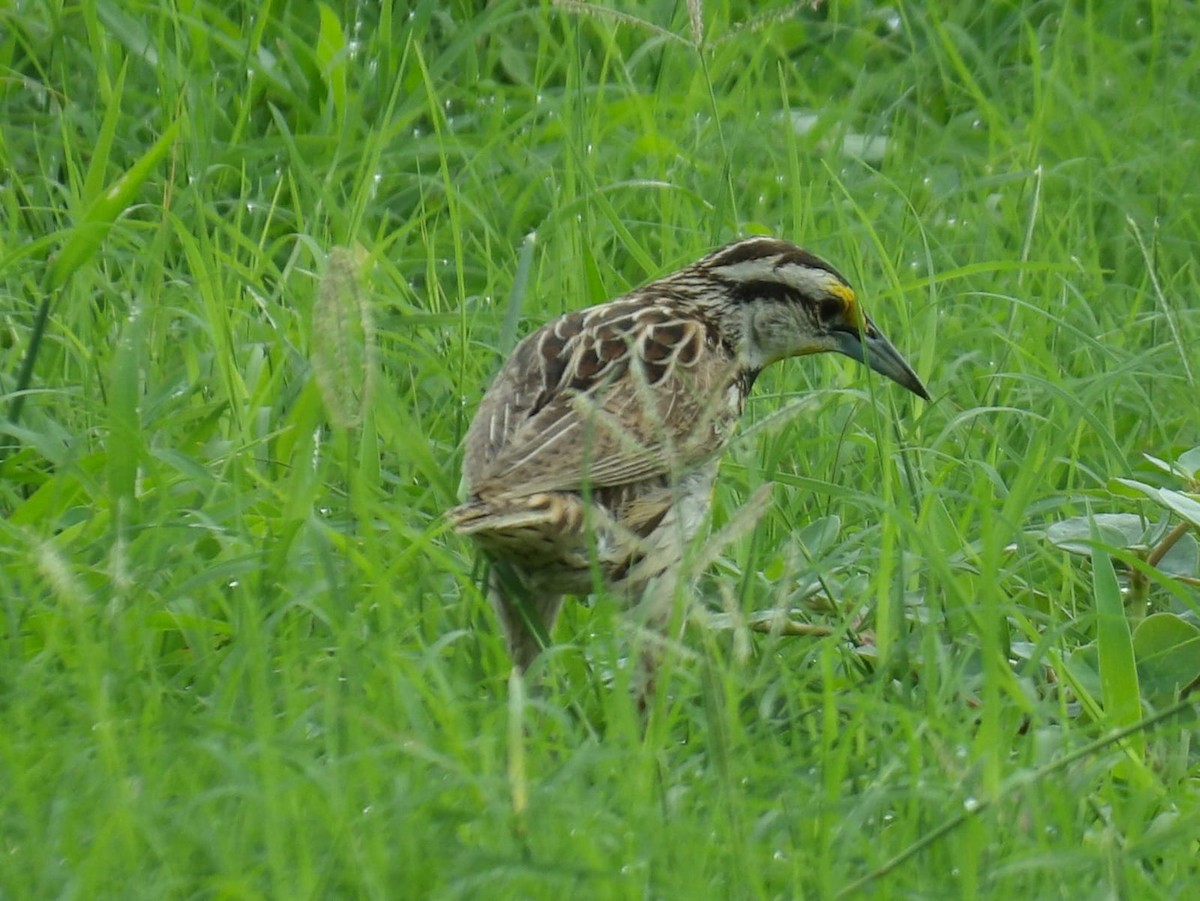 Eastern Meadowlark - ML620770145