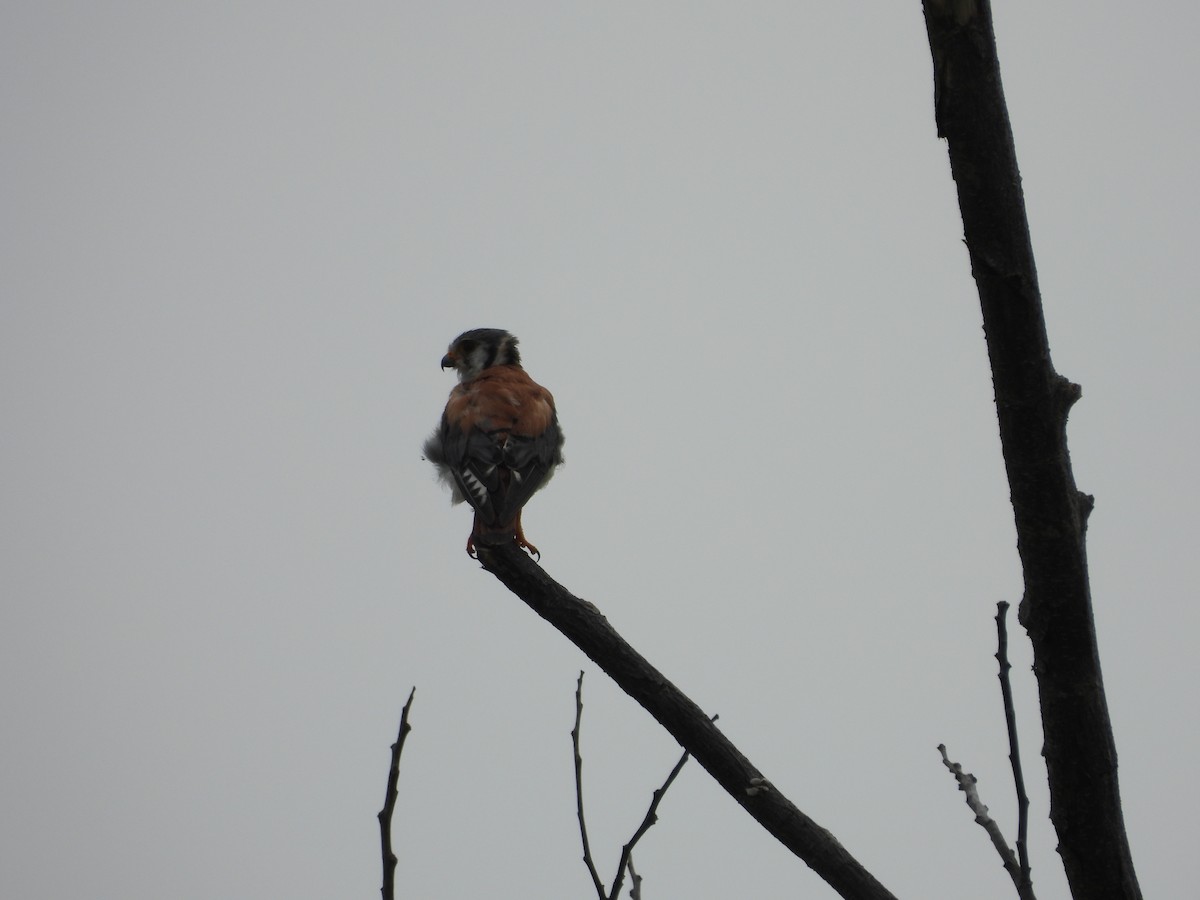 American Kestrel - ML620770162