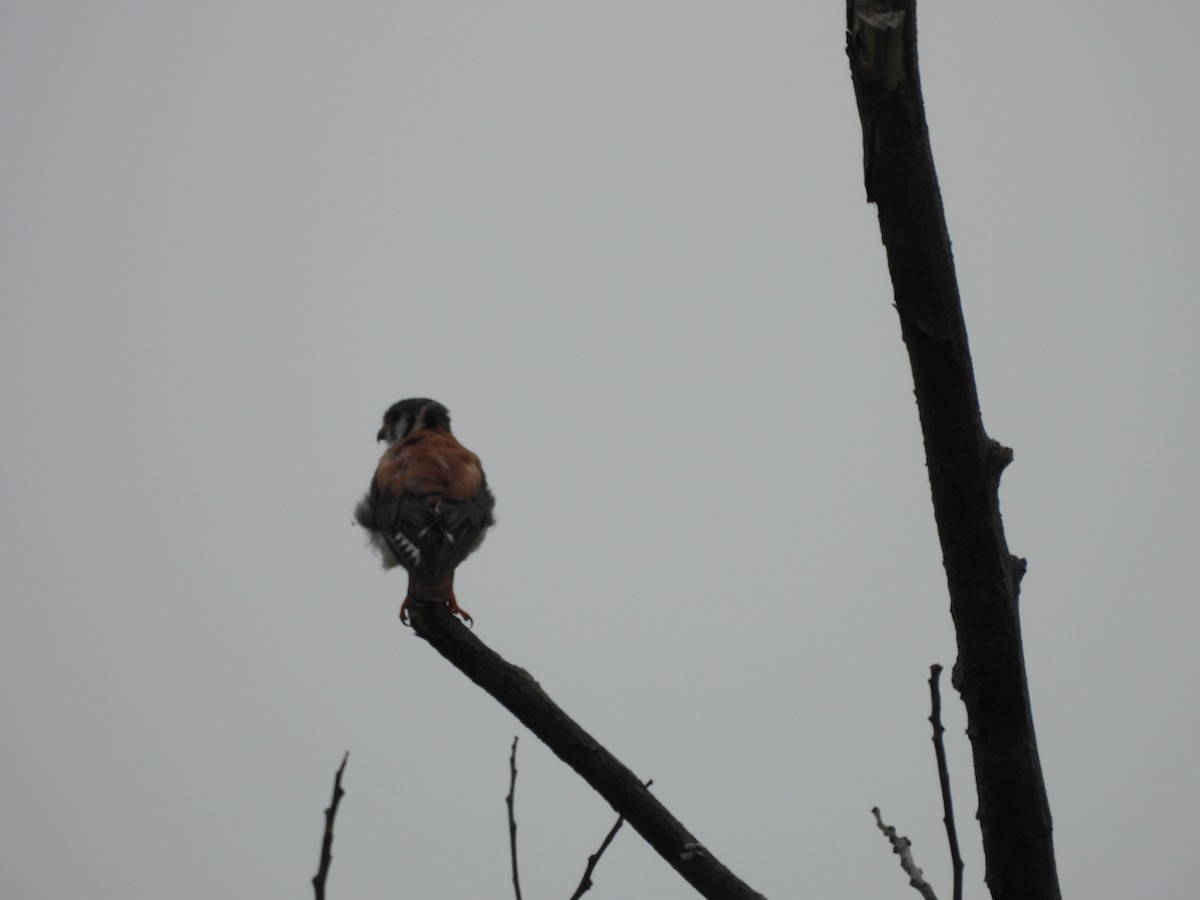 American Kestrel - ML620770163