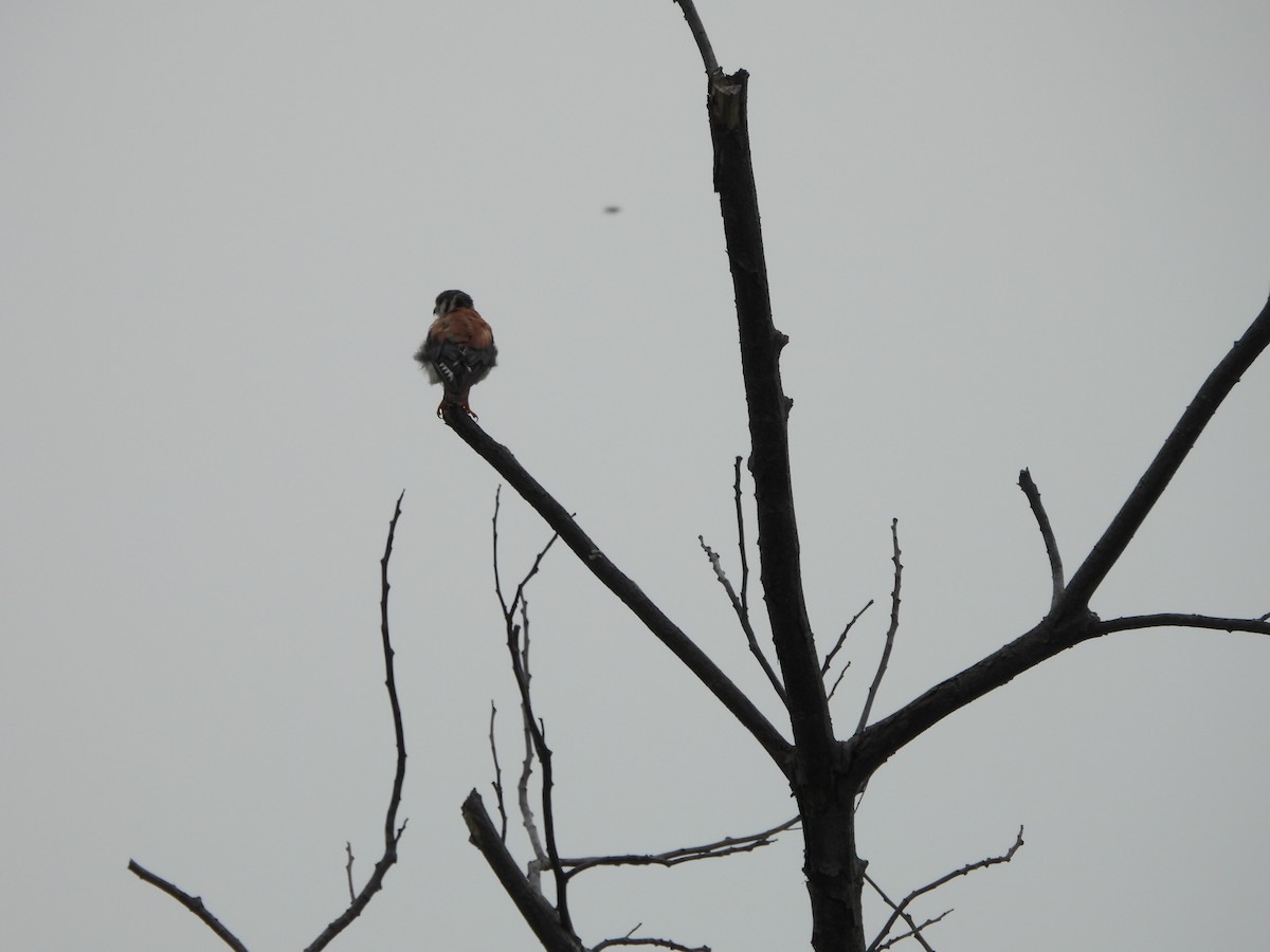 American Kestrel - ML620770164