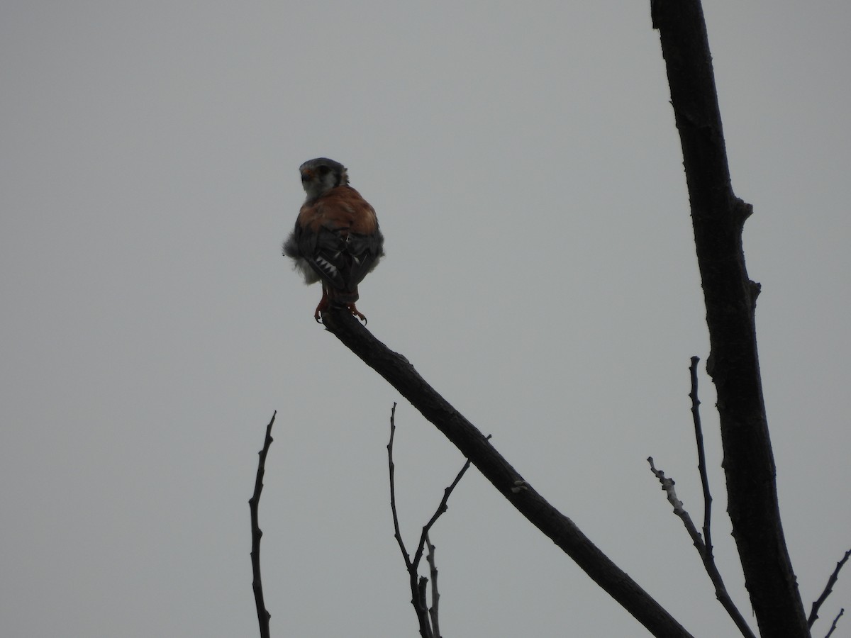 American Kestrel - ML620770165