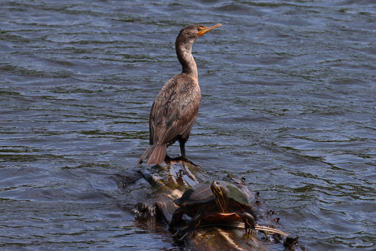 Double-crested Cormorant - ML620770166