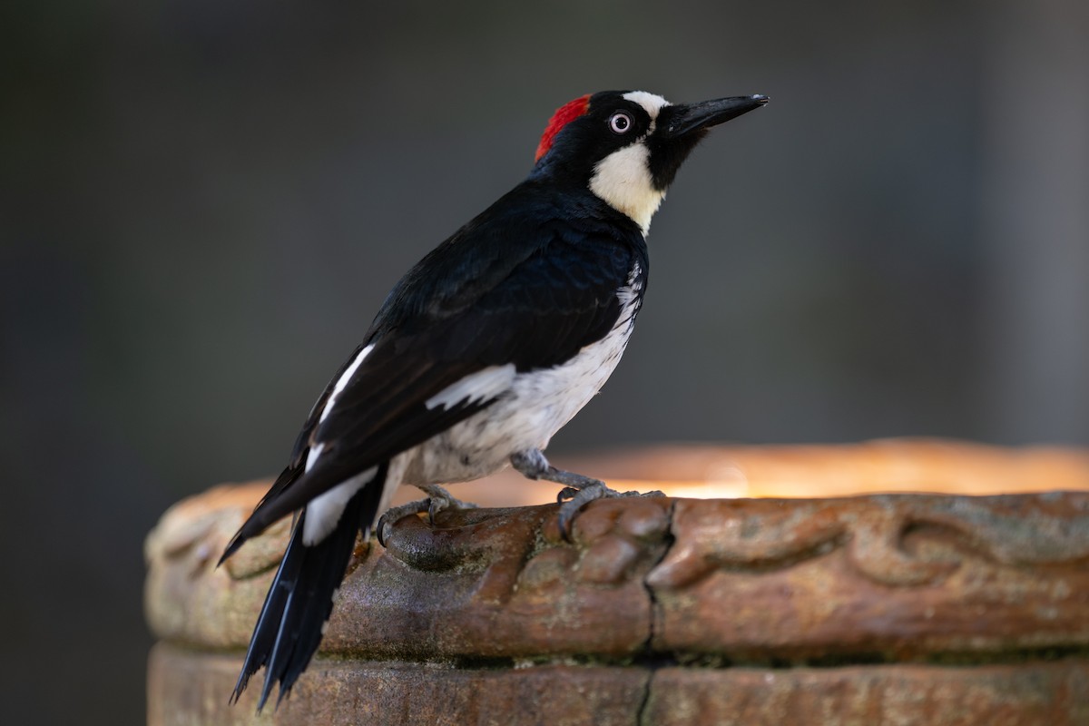 Acorn Woodpecker - ML620770168