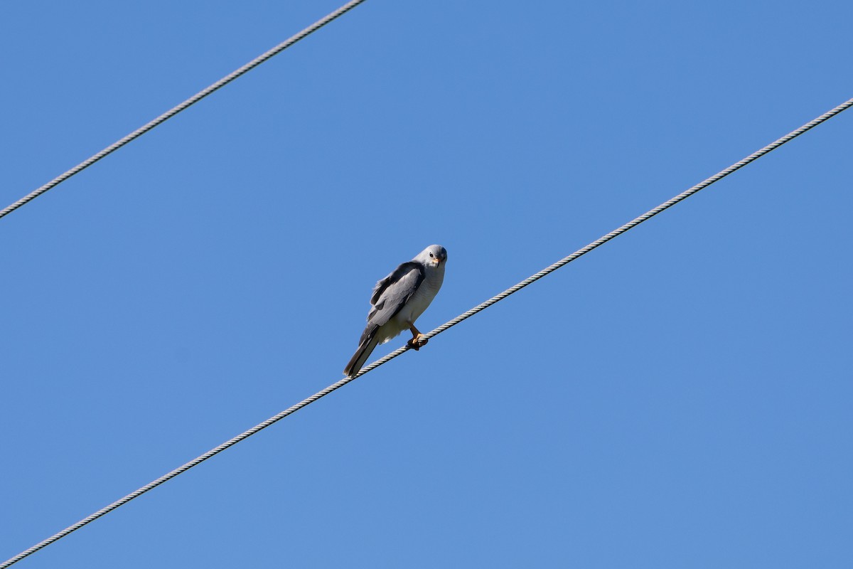 Gray Goshawk - Nathan Bartlett