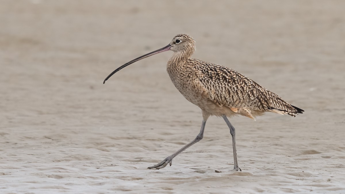 Long-billed Curlew - ML620770171