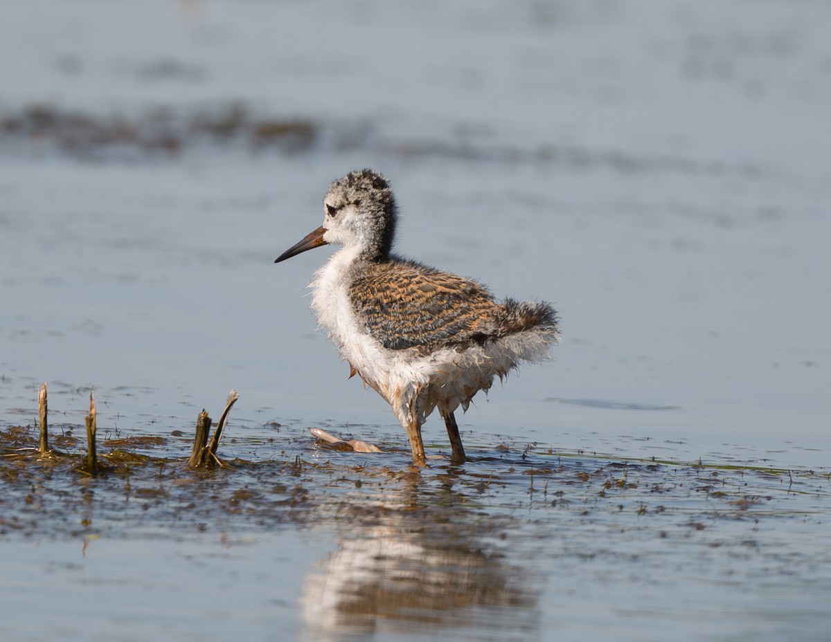 Black-necked Stilt - ML620770172