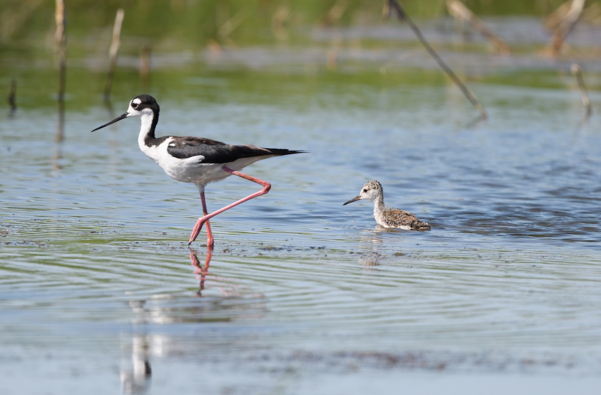 Black-necked Stilt - ML620770173