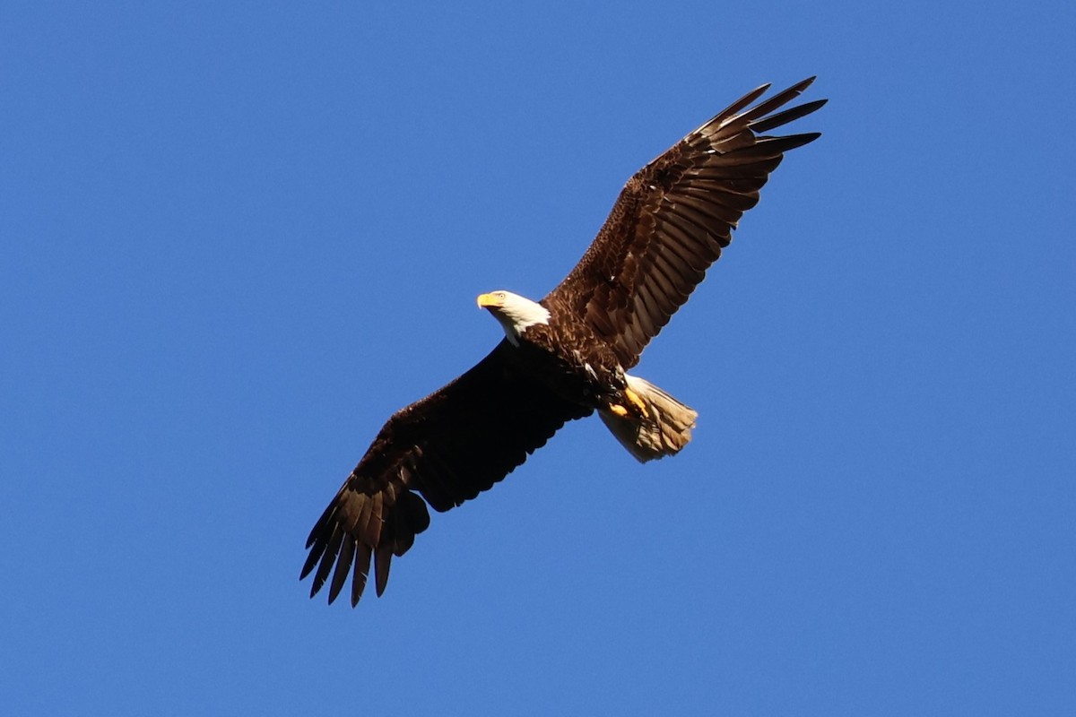 Bald Eagle - ML620770174