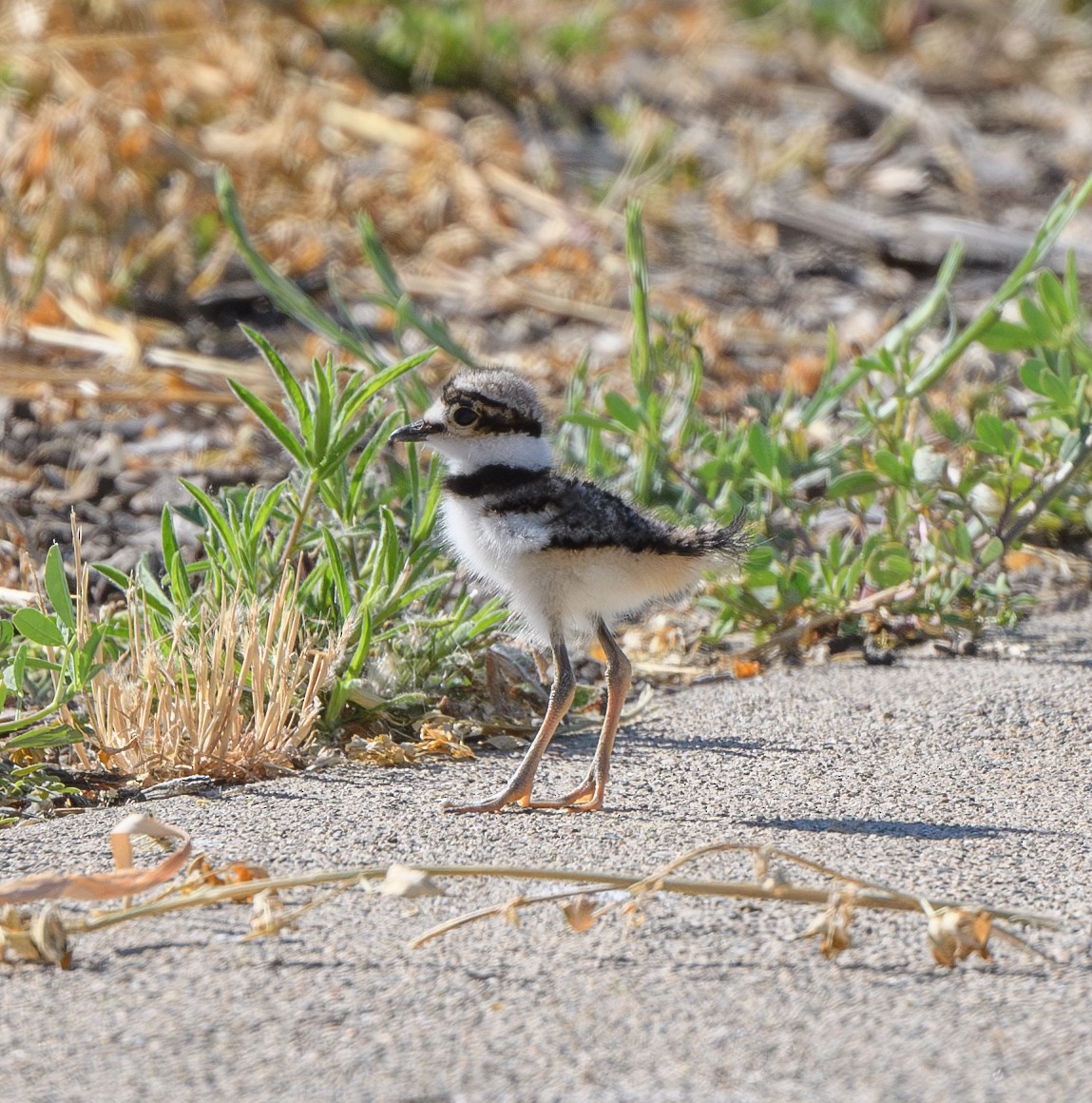 Killdeer - ML620770176