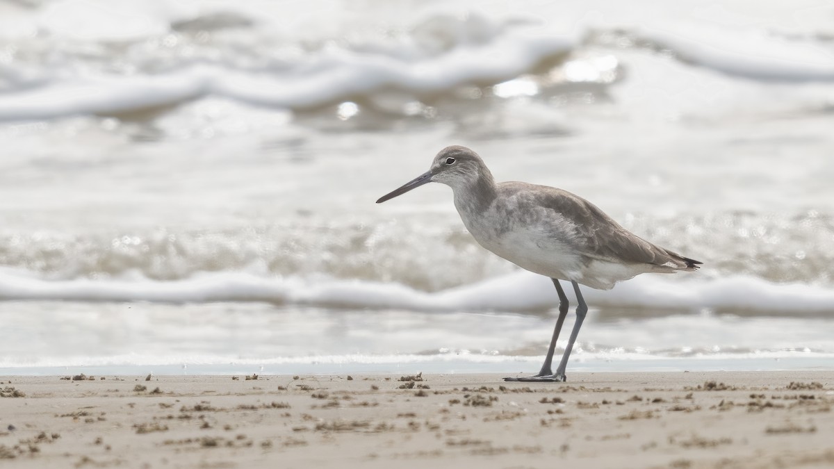 Willet - ML620770178