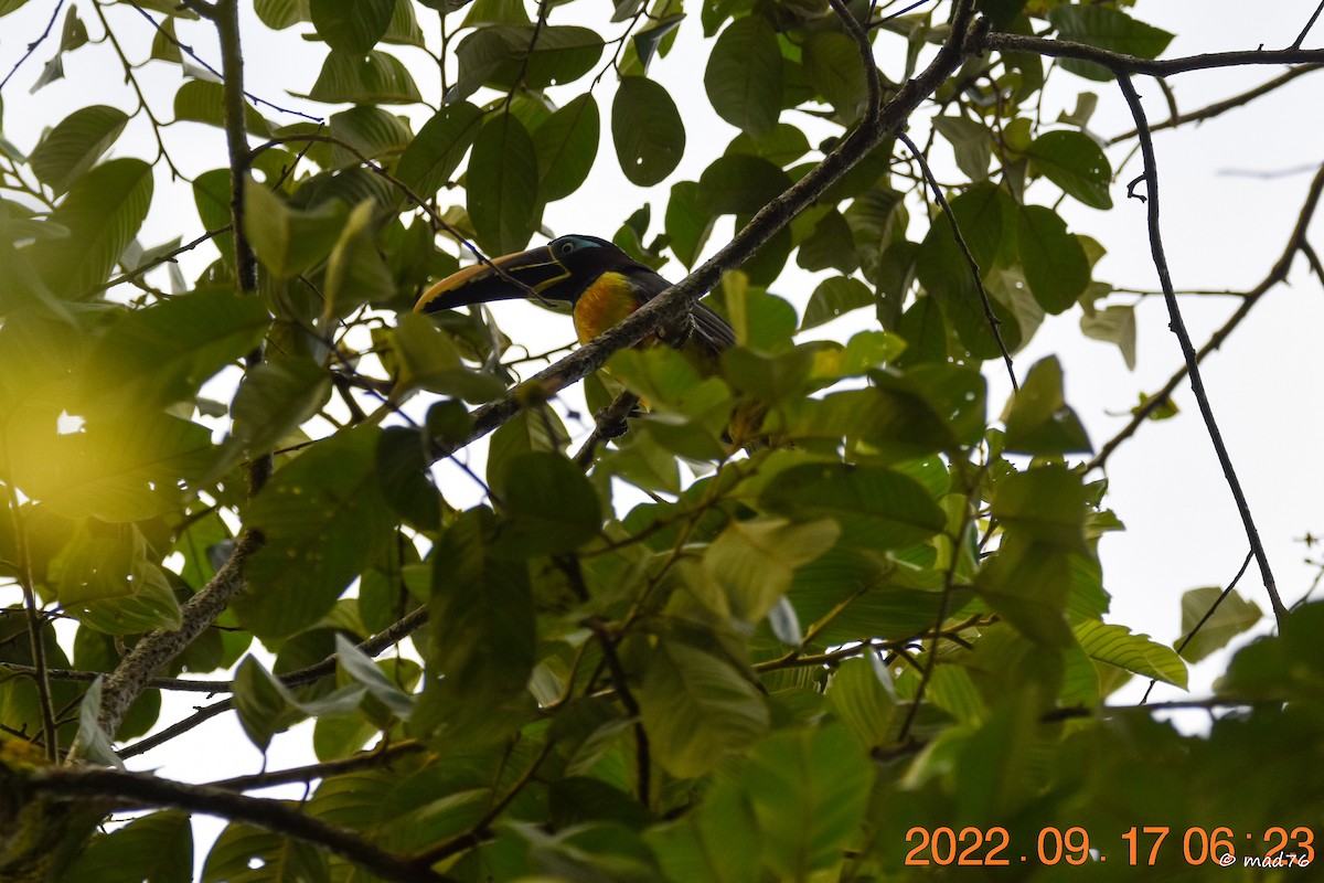 Chestnut-eared Aracari - ML620770179