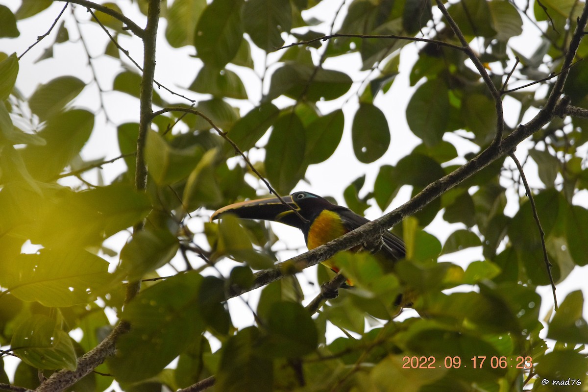 Chestnut-eared Aracari - ML620770180