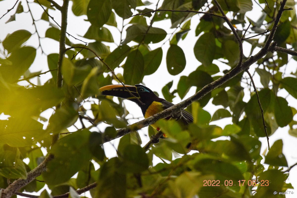 Chestnut-eared Aracari - ML620770181