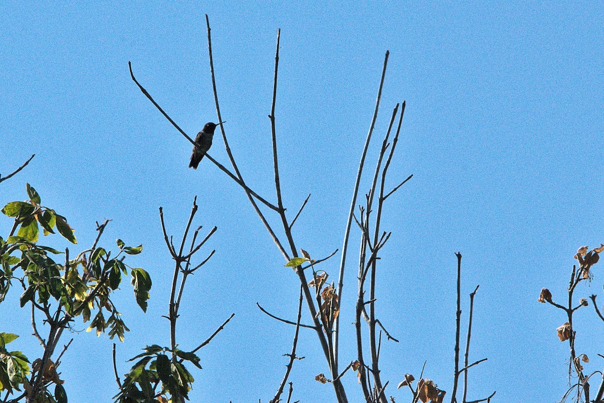 Black-chinned Hummingbird - ML620770182