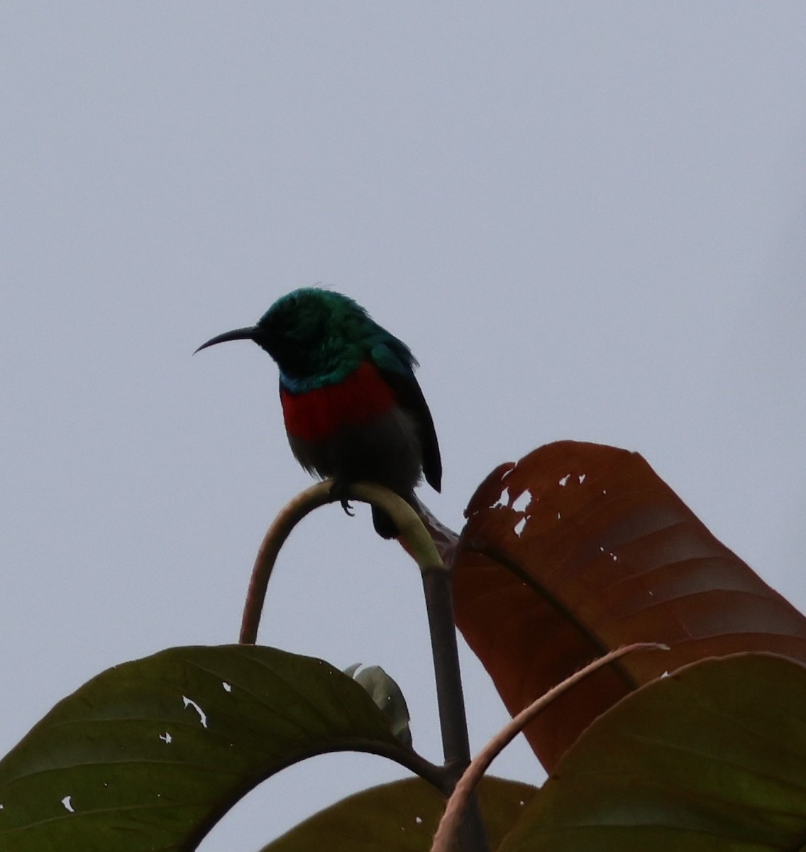 Olive-bellied Sunbird - ML620770185