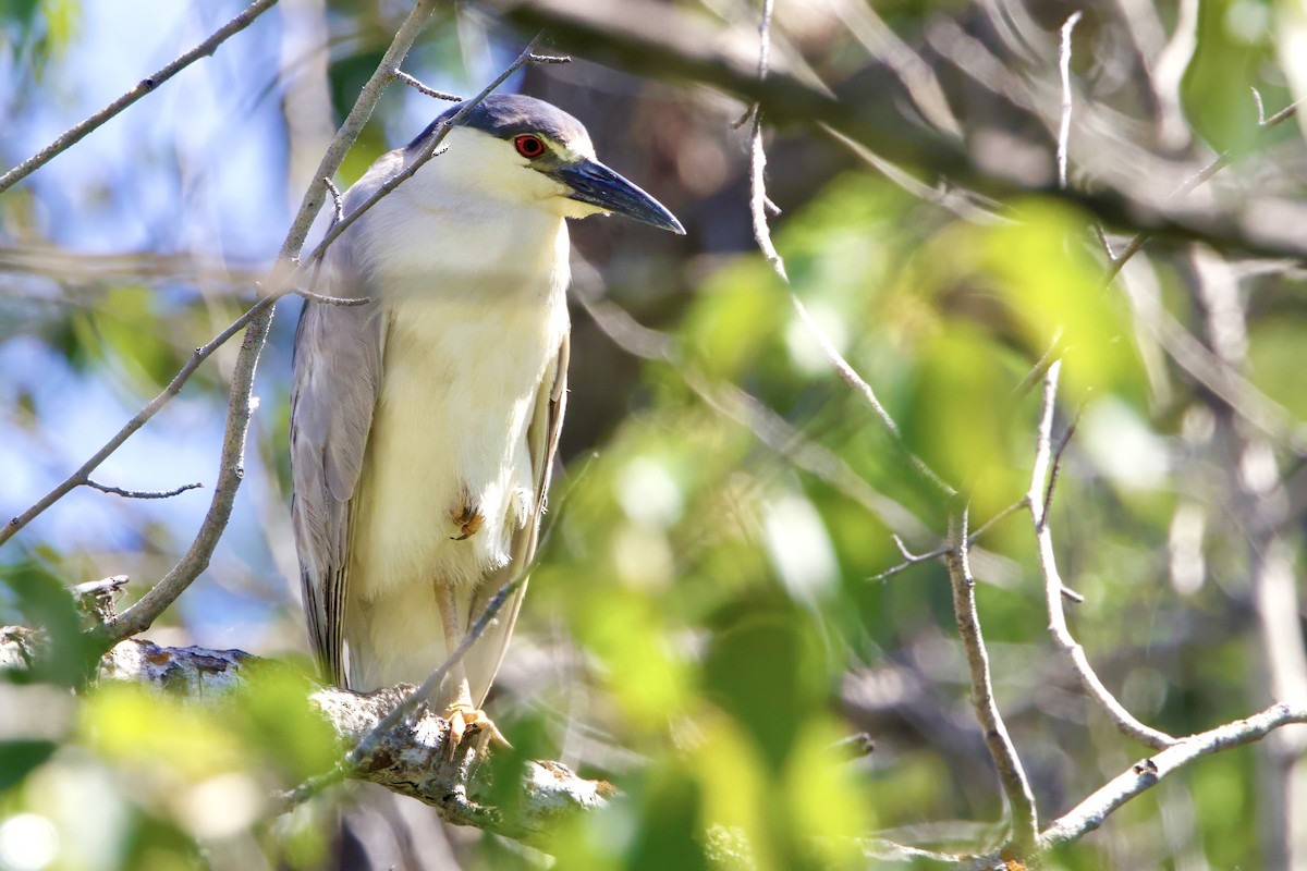 Black-crowned Night Heron - ML620770186