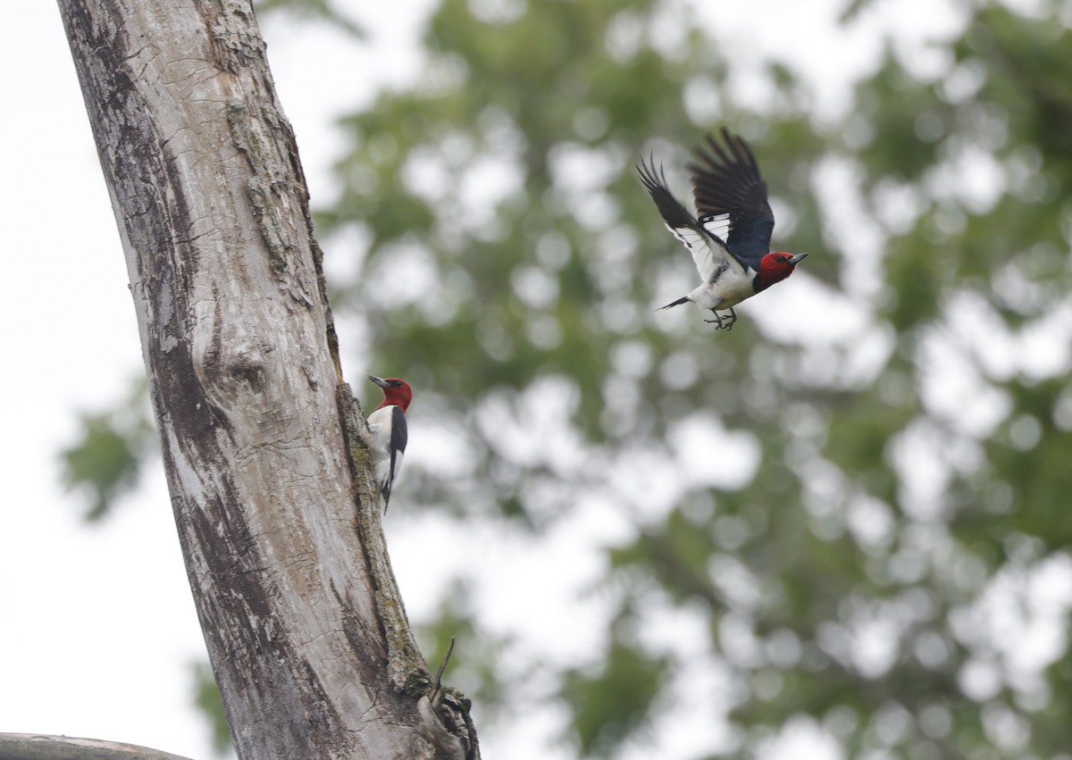 Red-headed Woodpecker - ML620770187