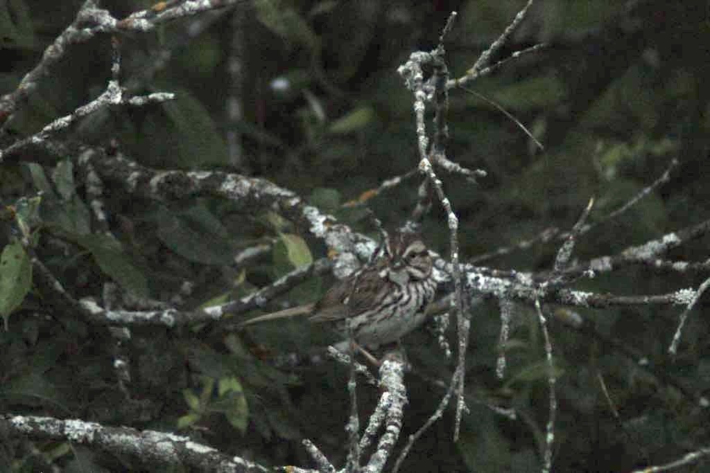 Song Sparrow - ML620770189