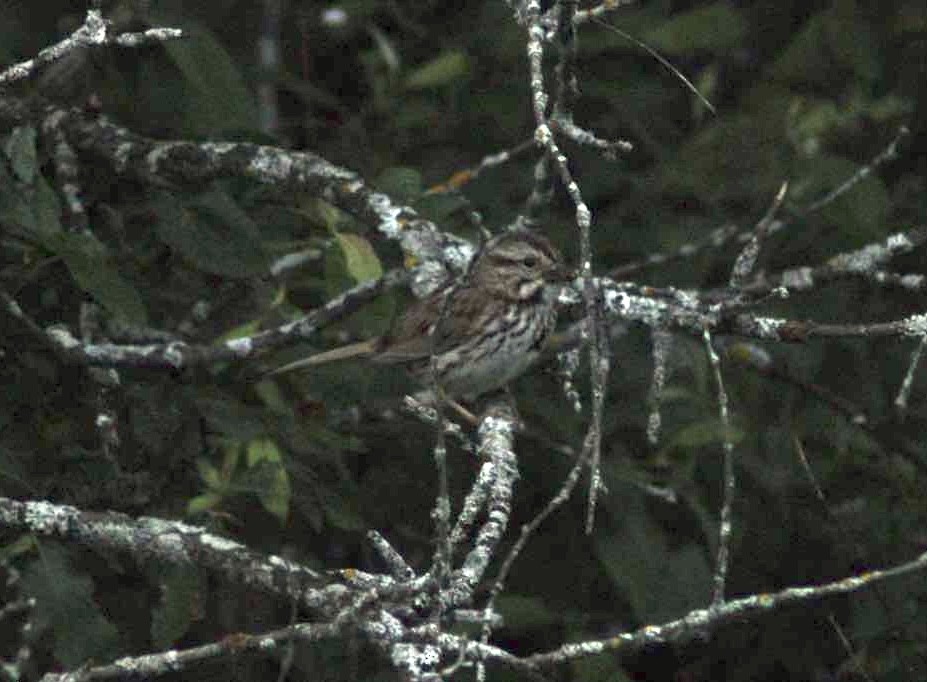 Song Sparrow - ML620770190