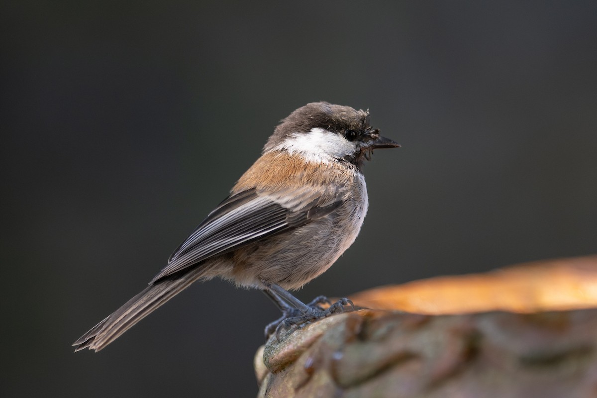 Chestnut-backed Chickadee - ML620770191